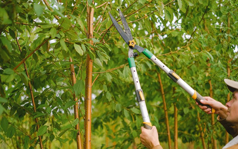 Tree trimming in Wayland, NY